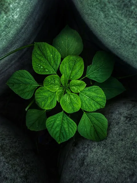 Free Plant Ipad Wallpaper photo and picture