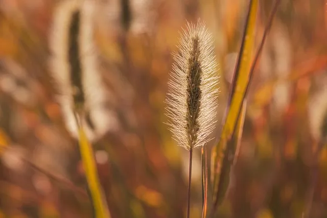 Free Stem Grasses photo and picture