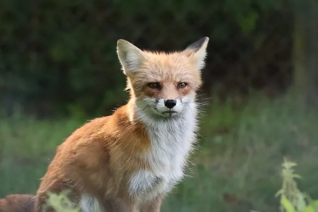 Free Fox Mammal photo and picture