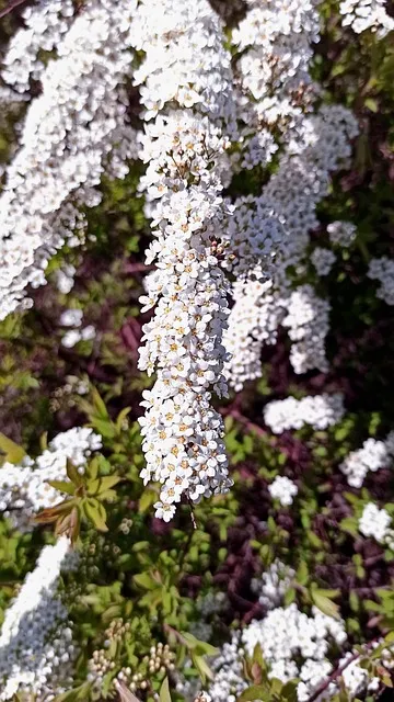 Free Spirea Flowers photo and picture