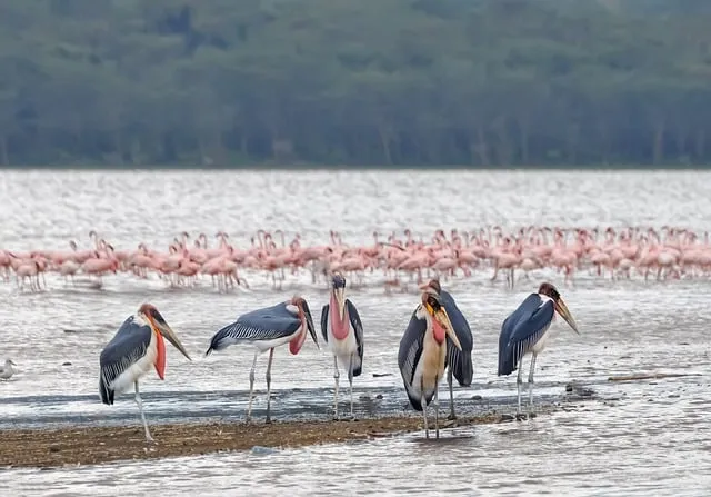 Free Animals Birds photo and picture