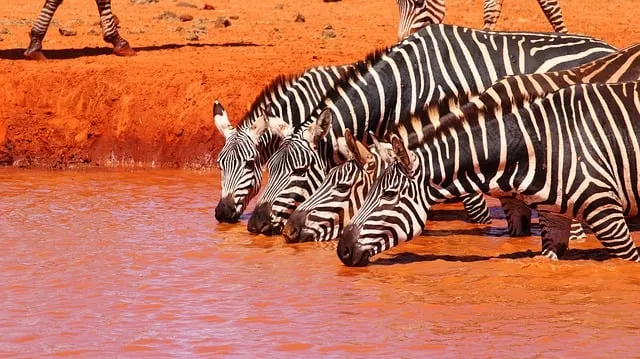 Free Zebra Nature photo and picture