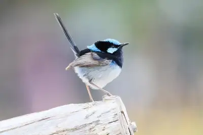 Free Wren Bird photo and picture