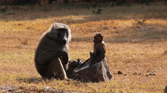 Free Baboon Nature photo and picture