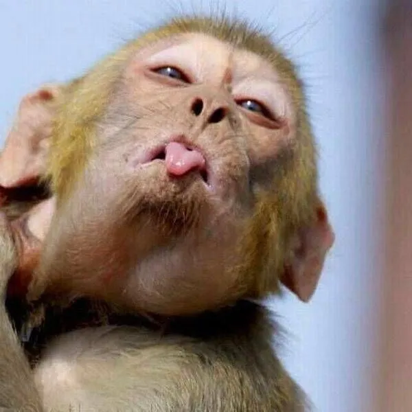 20 Monkeys Pose For The Camera In Hilarious Set Of Snaps
