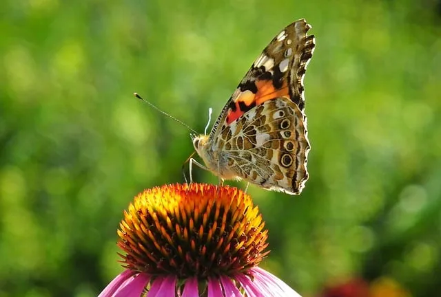 Free Butterfly Flower photo and picture