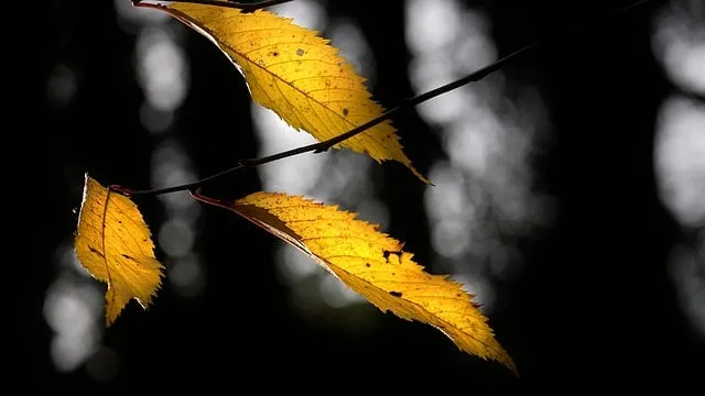 Free Sheets Fall photo and picture