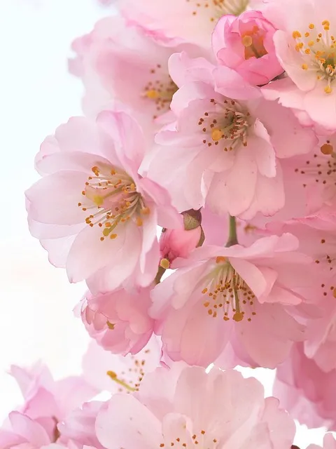 Free Pink Flowers photo and picture