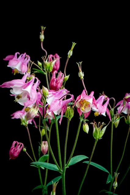 Free Flowers Beautiful Wallpaper photo and picture