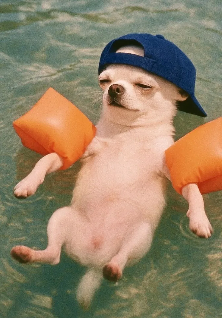 a small white dog in the water with an orange life preserver on his back