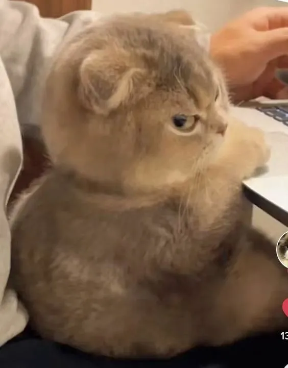 240 Best Cat Memes and Images For Funny Captions - LittleNivi.Com