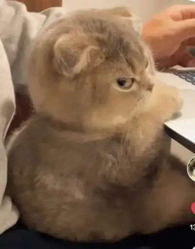 240 Best Cat Memes and Images For Funny Captions - LittleNivi.Com