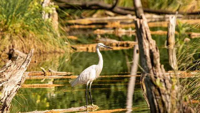 Free Heron Wetland photo and picture