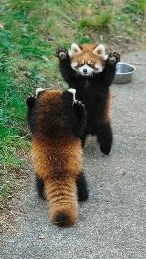 Scared red pandas?