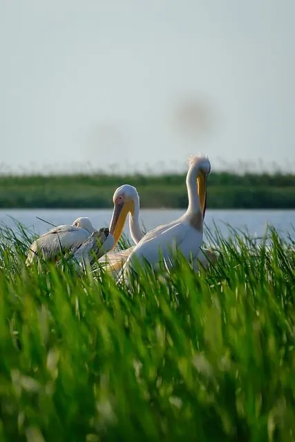 Free Pelicans Bird Group photo and picture