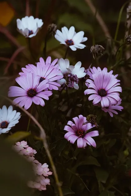 Free Flowers Wallpaper photo and picture