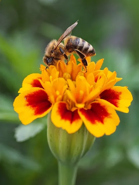 Free Bee Yellow Flower photo and picture