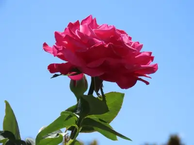 Free Rose Flower photo and picture