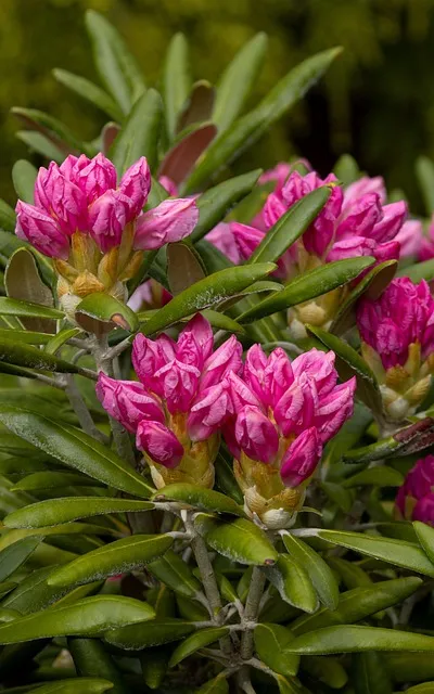 Free Flowers Pink Flowers photo and picture