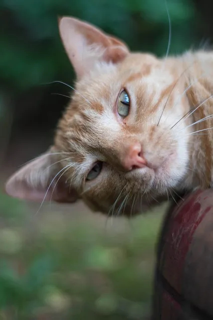 Free Cats Look photo and picture