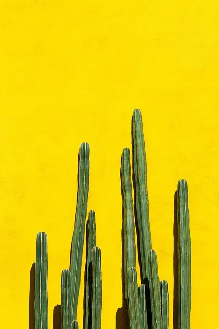 Free Cacti Nature photo and picture