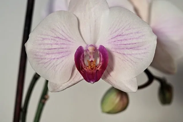 Free Orchid Blossom photo and picture