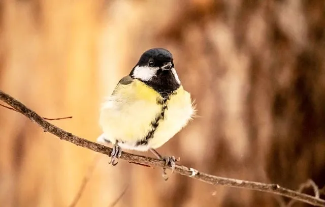 Free Bird Twig photo and picture