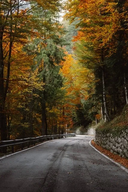 Free Forest Road Phone Wallpaper photo and picture