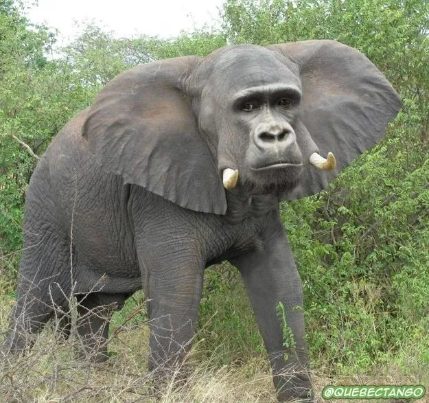 Gorillaphant. | 28 Unsettling Animal Mashups That Should Probably Never Have Happened