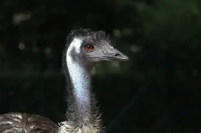 Free Emu Bird photo and picture