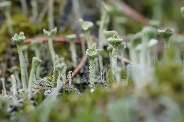 Free Lichen Trumpet Lichen photo and picture
