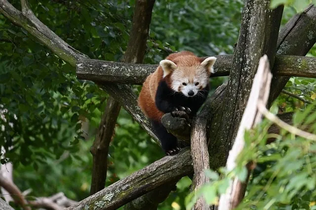 Free Cute Cats photo and picture