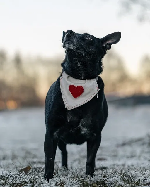 Free Dog Animal photo and picture