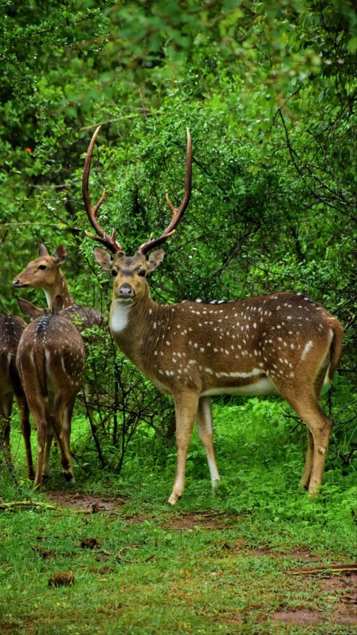 two deer standing next to each other on a lush green forest covered with trees and bushes