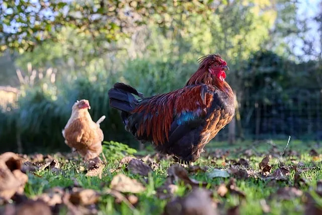 Free Haan Chicken photo and picture