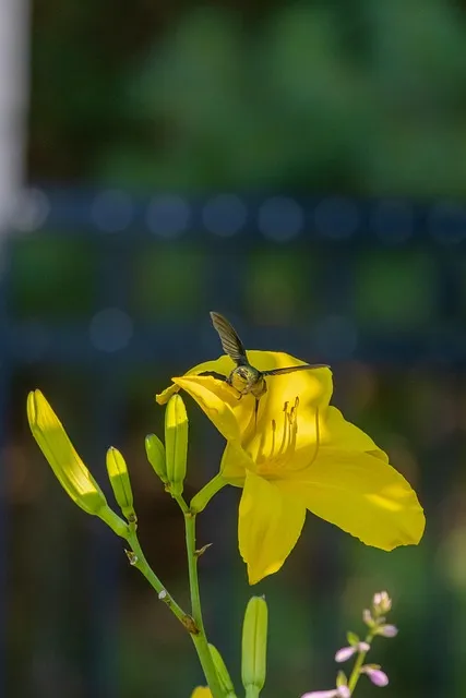 Free Hummingbird Floral Background photo and picture