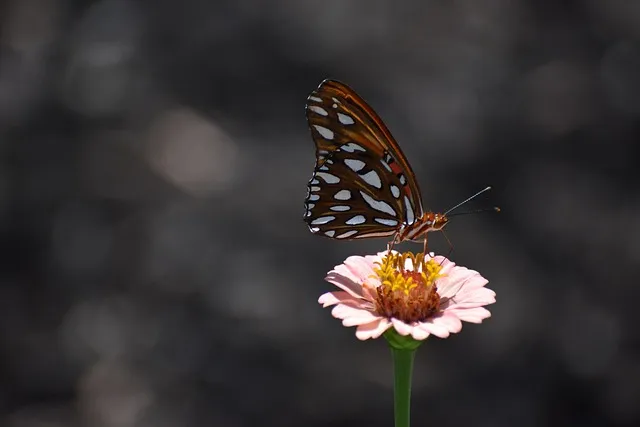 Free Nature Flower Wallpaper photo and picture