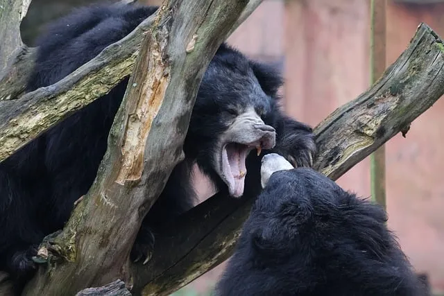 Free Sloth Bear Bear photo and picture