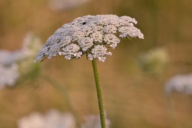 Free Nature Wild Carrot Plant photo and picture