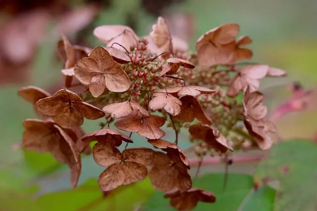 Free Hydrangea Dried photo and picture