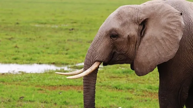 Free Elephant Africa photo and picture