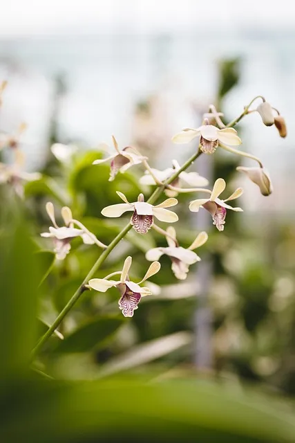 Free Natural Pure Mobile Wallpaper photo and picture