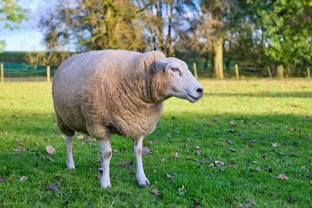 Free Sheep Animal photo and picture
