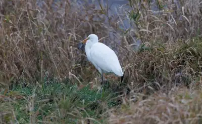 Free Egret Wildlife photo and picture