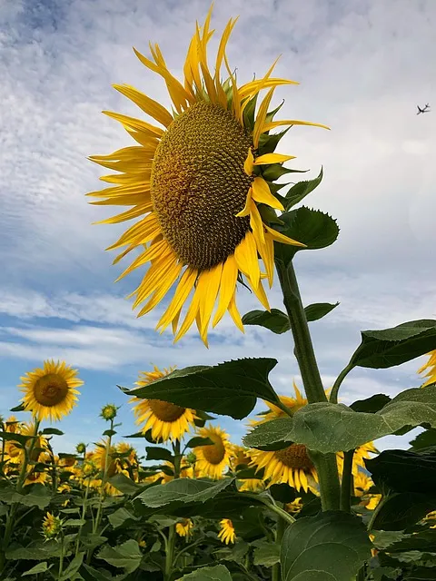 Free Sunflower Lock Screen Wallpaper photo and picture