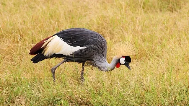 Free Bird Crane photo and picture