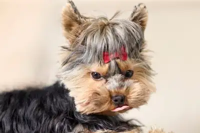 Free Dog Puppy photo and picture