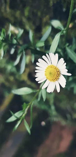 Free Daisy Flower photo and picture