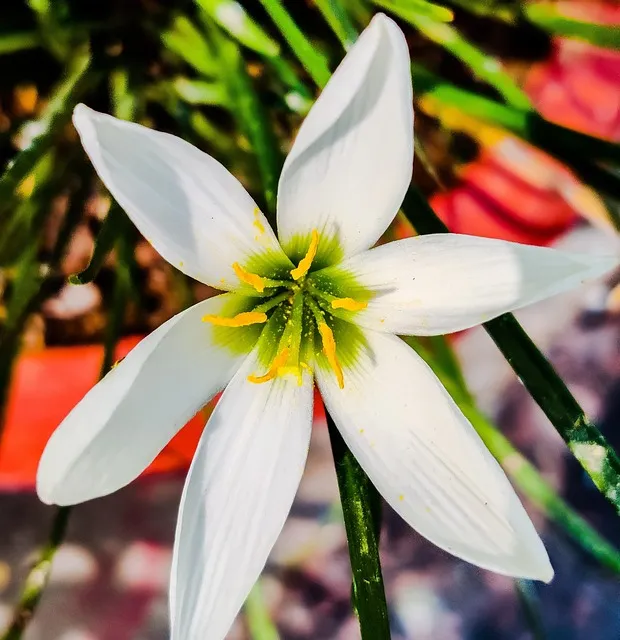 Free Flower Mobile Photography photo and picture