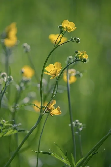 Free Buttercup Yellow Flower photo and picture